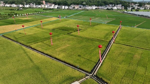 湘东区现代化制种基地，数智赋能让“赣鄱粮仓”更有底气！